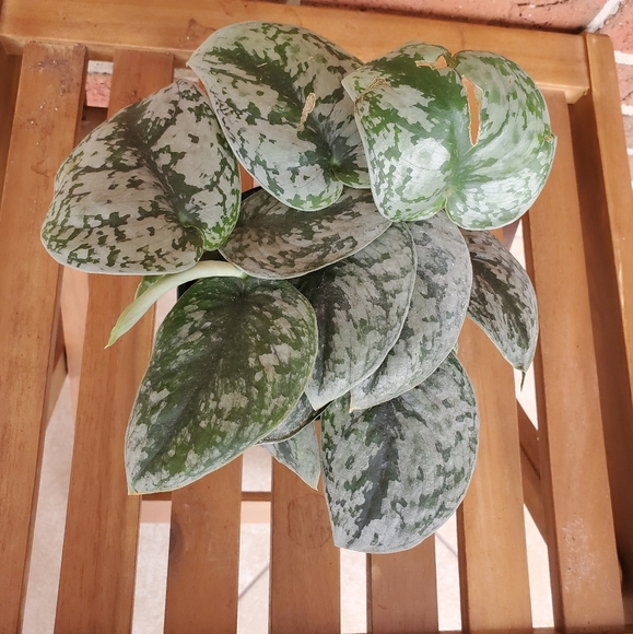 SOLD 🌱Scindapsus Pictus Exotica 3.5" pot - Picture 8 of 11